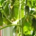 Cucumber sprouts dry and fall? You can save the crop with one watering | Life