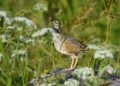 Estonia’s nocturnal songbird populations plummet | News