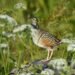 Estonia’s nocturnal songbird populations plummet | News
