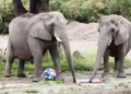 When the elephant speaks… “Guadalajara” launches the successor to the octopus, “Paul” – Saudi News