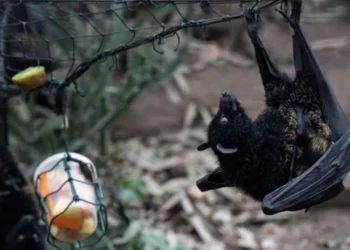 A slight genetic change may turn a bat virus into a threat to humans – Saudi News