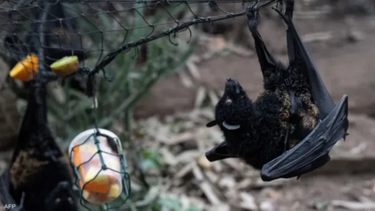 A slight genetic change may turn a bat virus into a threat to humans – Saudi News