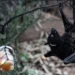 A slight genetic change may turn a bat virus into a threat to humans – Saudi News