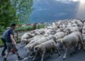 Departure for the Lawena: 300 sheep move to the alp