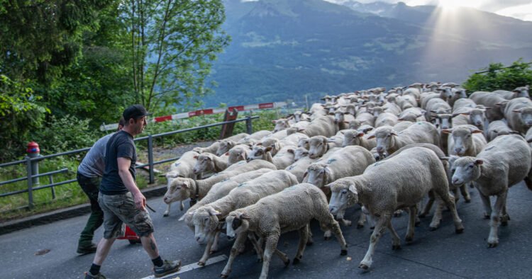 Departure for the Lawena: 300 sheep move to the alp