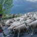 Departure for the Lawena: 300 sheep move to the alp