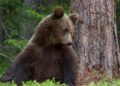 First bear sighting of the year in Vorarlberg