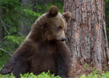 First bear sighting of the year in Vorarlberg