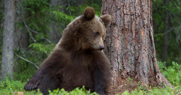 First bear sighting of the year in Vorarlberg
