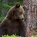 First bear sighting of the year in Vorarlberg