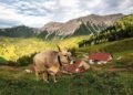 Alp Guschg: Between tradition and Eringer duels