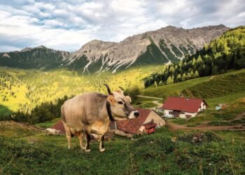 Alp Guschg: Between tradition and Eringer duels