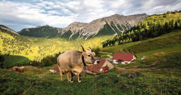 Alp Guschg: Between tradition and Eringer duels