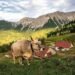 Alp Guschg: Between tradition and Eringer duels
