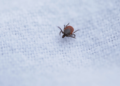 Tick-borne encephalitis vaccine rate falling this summer | News