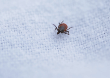 Tick-borne encephalitis vaccine rate falling this summer | News