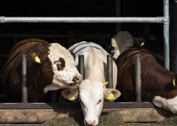 Compensation for Swedish farmers will result in cheaper meat
