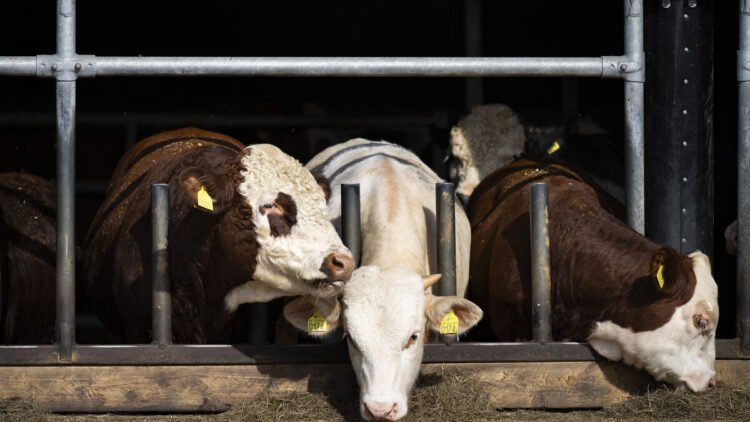 Compensation for Swedish farmers will result in cheaper meat
