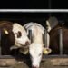 Compensation for Swedish farmers will result in cheaper meat
