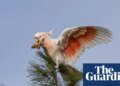 ‘Flamin’ cockatoos’ have lost much of their habitat to bushfires. Can the species survive? | Birds