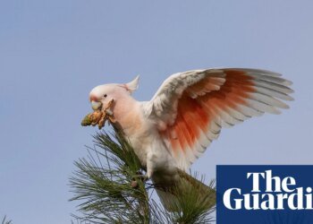 ‘Flamin’ cockatoos’ have lost much of their habitat to bushfires. Can the species survive? | Birds