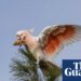 ‘Flamin’ cockatoos’ have lost much of their habitat to bushfires. Can the species survive? | Birds