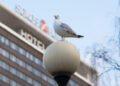 Pom-pom hat a good way to defend against seagulls in Estonia | News