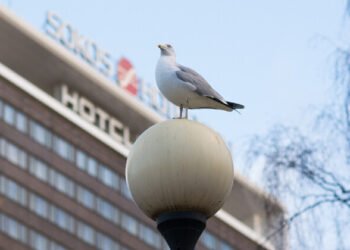 Pom-pom hat a good way to defend against seagulls in Estonia | News