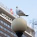 Pom-pom hat a good way to defend against seagulls in Estonia | News