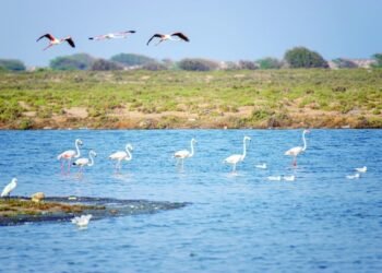 Oman marks Environment Day with stronger climate and green push