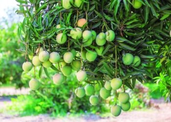 Mango Gene Bank in Suhar boosts food security