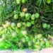 Mango Gene Bank in Suhar boosts food security