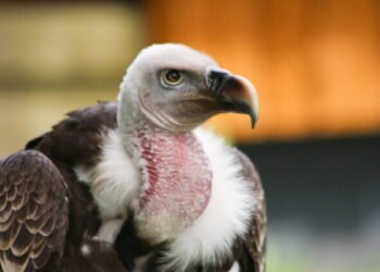 Birdwatcher snaps rare sighting of vulture in western Estonia | News