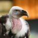 Birdwatcher snaps rare sighting of vulture in western Estonia | News