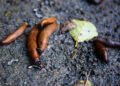 Tallinn district to spend up to €20,000 battling invasive Spanish slugs | News