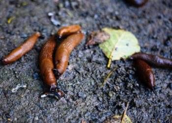 Tallinn district to spend up to €20,000 battling invasive Spanish slugs | News