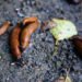 Tallinn district to spend up to €20,000 battling invasive Spanish slugs | News