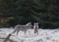 Supreme Court finds Environmental Board’s 2020 wolf hunting quota illegal | News