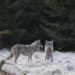 Supreme Court finds Environmental Board’s 2020 wolf hunting quota illegal | News