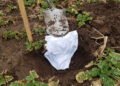 Estonian museums to bury underpants to assess soil quality | News