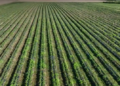 Farmers, berry growers struggle with worsening labor shortages | News