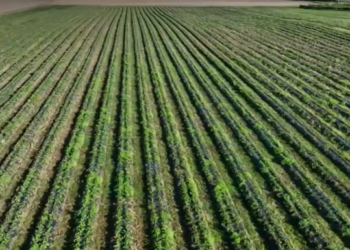 Farmers, berry growers struggle with worsening labor shortages | News
