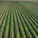 Farmers, berry growers struggle with worsening labor shortages | News