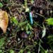Handlers want disposable e‑cigarettes incinerated | News