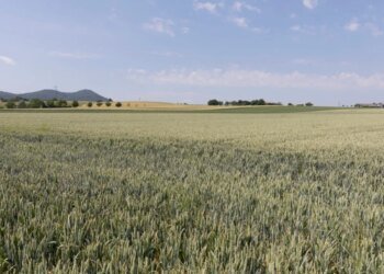 Swiss sustainable investments grew in 2025