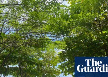 From barren shores to green oases: how a surfer looking for shade ended up transforming Costa Rica’s coastline | Costa Rica