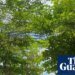 From barren shores to green oases: how a surfer looking for shade ended up transforming Costa Rica’s coastline | Costa Rica