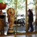 Football: Soccer-Iran World Cup players granted visas to enter the US, says White House official