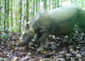 Indonesia to capture last-known wild Bornean rhino for IVF
