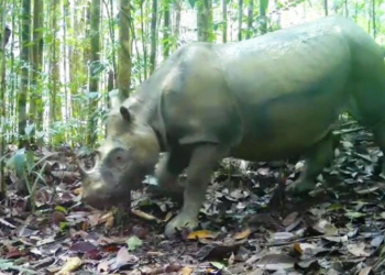 Indonesia to capture last-known wild Bornean rhino for IVF